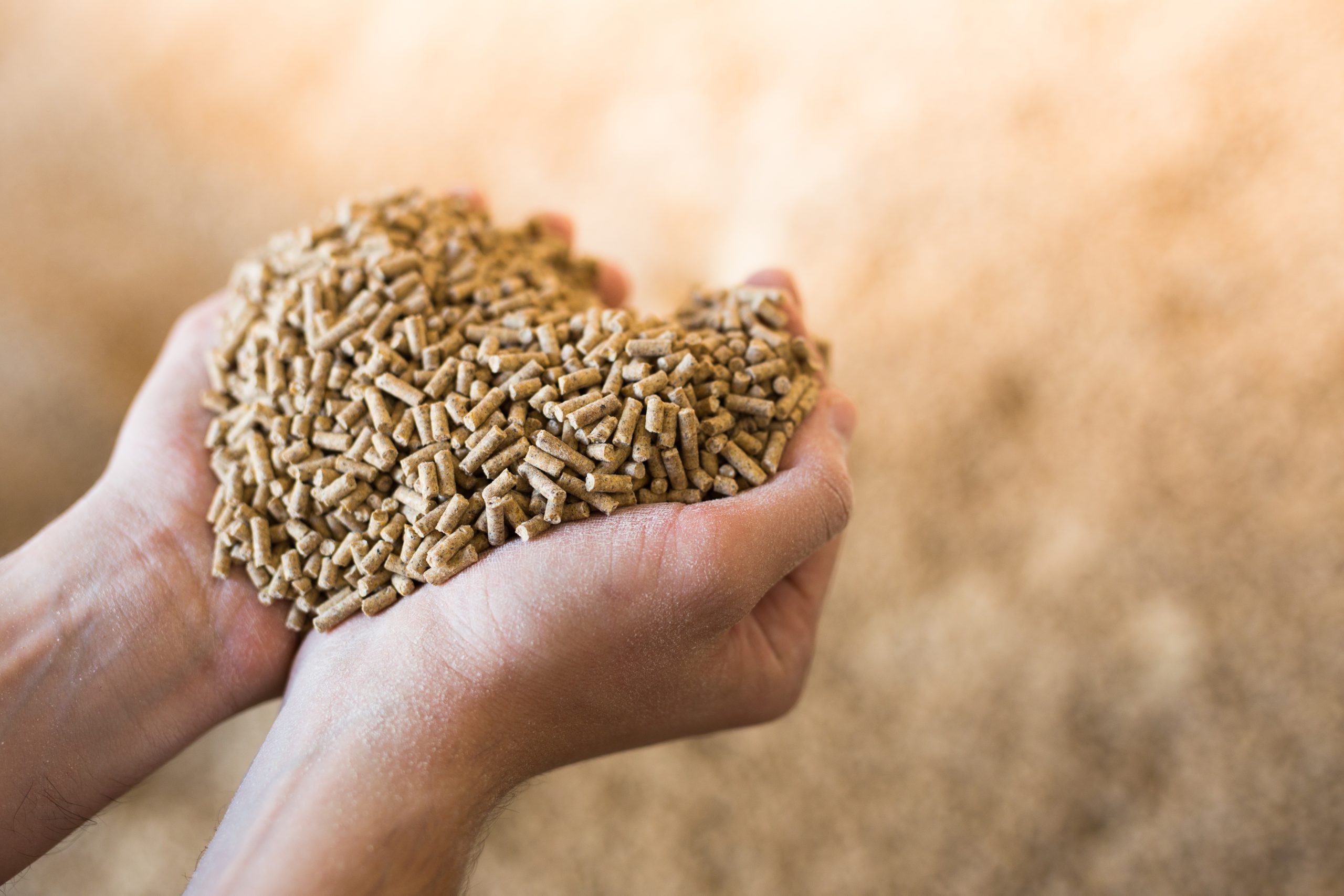 Hands,Holding,Bunch,Of,Fodder,For,Calfs,,Livestock,Feed.